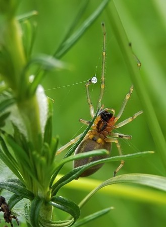 Cheiracanthium erraticum